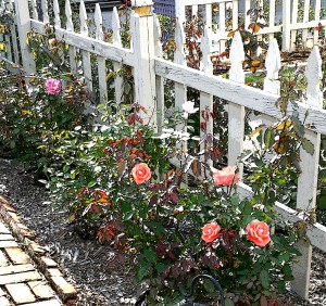 Rose Garden